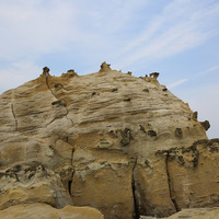 由於受到差異侵蝕作用，較堅硬的結核則凸出於砂岩的表
面，從照片中可看到這些結核分布在不同的位置上，呈現景
觀的豐富度。
