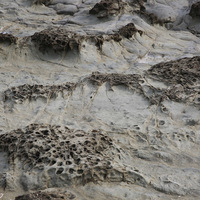 分布在砂岩上的結核，有些呈現均質狀的團塊，有些受到鹽
風化及海水的磨蝕，呈現多孔狀的蜂窩岩，這種小地景沿著
往象鼻岩的海岸步道上，處處可見。
