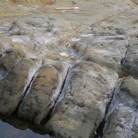 在岩石間呈現相互平行的溝狀排列，是岩石的節理受到海水
侵蝕作用所形成的，若有一組相互垂直的節理，就會形成豆
腐岩的景觀。