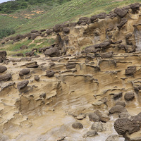 往象鼻岩的坡地上，可看到砂岩中分布著許多結核，結核發
生的位置相當不平均，從坡面的上部至下部，均有結核的產
生，數量也相當的多。