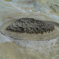 岩石受到差異侵蝕作用，較堅硬的岩石會突出於地表，四周
則會形成小凹穴，凹穴若持續受到砂粒的磨蝕，則形成圓盤
狀的型態。