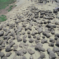 在深澳岬海蝕崖的前端，有許多大大小小的蕈狀岩，數量有
超過30個以上，蕈狀岩高度約50-120公分左右，是相當密集
的蕈狀岩岩石群。