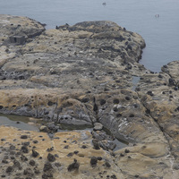 在深奧岬的海岸除了看的砂岩中的結核形成的蕈狀岩或薑等
小地景，也有許多海蝕壺穴形成的孔洞，有些孔洞是因為結
核掉落產生的小孔洞，再不斷被磨蝕而形成較大的孔洞。