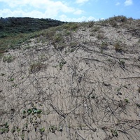 沙丘植物的根錯綜複雜，可以牢牢緊抓著沙而穩定其結構，因此達到定沙的功能。照片中為馬鞍藤和一些雜草。