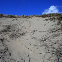 匍匐生長的根縱橫交錯，慢慢深入原來以沙地為主的沙丘。