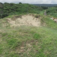 公路靠內陸側因為沙源減少，植生慢慢覆蓋在沙溝上。