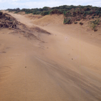 風吹沙的寬廣河床，植物不易生長其上，植生開始覆蓋在原有沙地上。