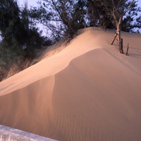 攝於2005年4月3日。照片中沙丘型態變動性仍很大，屬於「活動沙丘」。是鬆散未固結的沙粒所堆積而成。其形成年代比較年輕，表層較少植被覆蓋，形狀容易因為隨風力或風向不同而改變。
