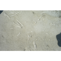 在部分砂岩中有各式各樣的管狀或條紋狀的生痕化石。是過去海底生物在海床表面爬行或鑽入砂層等，所遺留下來的活動痕跡。之後又被周圍的沙粒填入，在適當環境條件下被保存於砂層中而形成「生痕化石」。本照片的沙棒係過去活動的痕跡，之後細沙粒填充入其活動的管道而形成沙棒。
