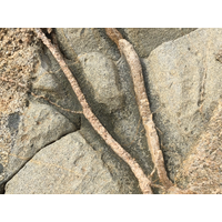 侵入花岡岩的石英岩脈，酷似樹根。說明花岡岩形成過程中，裂隙被填充了石英溶液而凝結。