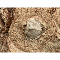 照片中的岩石，有如被層層剝離，是標準的洋蔥狀風化形態。在岩石解壓變形破碎的過程中，水分也容易進入裂隙，岩石產生接近等距離的風化破壞作用，使得風化岩石的外觀呈現同心圓狀的構造。