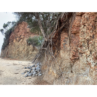 植被生長在高度風化的柱狀玄武岩上，在重力作用下，樹木漸漸往下滑動，有潛移的現象。本段海岸受海水侵蝕，形成海崖以及海岸後退的現象。