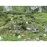 同跳石海岸，這些岩塊都是由山壁崩落下來，但因尚未受到
海水拍打並琢磨，因此呈現外觀較有稜有角。有許多植物也
生長於岩石縫中。