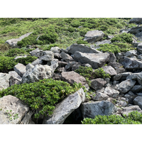岩岸邊坡的各種植物群落。除了海桐，還有林投。邊坡有許
多上邊坡崩落的岩塊，讓邊坡呈現亞穩定狀況。