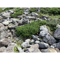 海桐彷彿鑲嵌在岩石堆裡。海桐耐鹽性佳，又能抗強風、耐
旱耐寒等，生存能力非常強，因此在基隆嶼如此苛刻且嚴峻
的環境中，得以有發展、成長的空間。