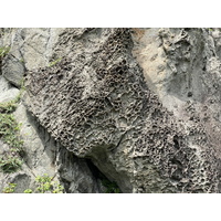 因貝類分泌的有機酸與鹽風化導致的蜂窩岩，也是典型的海
岸地形會出現的景觀。因鹽霧或帶有鹽份的雨水滲入岩隙，
經由乾濕周其的交替，鹽結晶成長，慢慢形成蜂窩狀的外
觀。