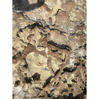 1846 照片指出過去生物在沉積物的表層爬行或行走的痕跡，在生痕化石中被歸類於「移動構造」，呈現連續無間斷的直線或弧形，通常為底棲型動物在海床上活動時，所遺留下來的痕跡。
