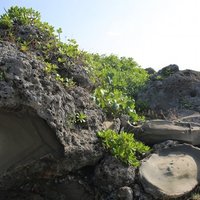 The coral reef of Xiaoyeliu is covered on the lower sea steps and is covered with seaside plants. These plants have many mechanisms suitable for wind resistance, salt resistance, and evaporation prevention, so even small gaps between the rocks can survive.
