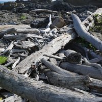 小野柳在颱風過後往往堆積了許多漂流木，顯示上游地區的山林受到巨大損害，同時漂流木也會影響海岸生態、景觀以及經濟活動。