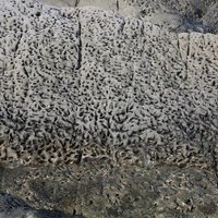 海濱貝類如藤壺停留過，因分泌有機酸，酸蝕造成岩石表面經常呈凹凸不平，形成許多的圓凹洞。圓凹洞的形成是海浪隨風噴灑到海岸上時會殘留在岩石表面凹處形成積水。凹洞逐漸被風化而擴大。當許多圓凹洞聚集在同一處的岩石表面時，就像蜂窩一般，稱為蜂窩岩。