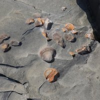 在小野柳砂岩中可發現許多大大小小或圓形、或橢圓形、長條狀、管狀、樹枝狀，甚至不規則狀的紋路。這些花紋都是千百萬年前，古代的生物在海底活動時所遺留的痕跡，叫做「生痕化石」。
