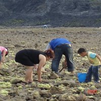 People gleaning on the gravel beach