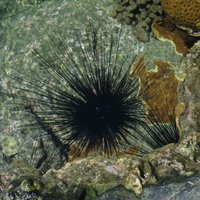 Sea urchin at Penghu Marine Geopark