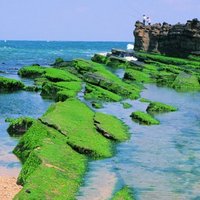 Yehliu Geopark also abounds in edible green seaweeds