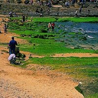 The edible green seaweed growing on the rocks along the shoreline in Yehliu Geopark