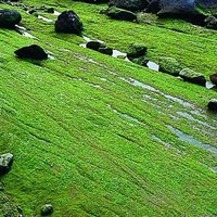 The edible green seaweed growing on the rocks along the shoreline in Yehliu Geopark