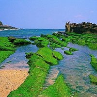 野柳地質公園沿海岸線岩石上生長的可食用綠色海藻