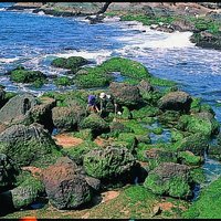 大量的崩落石塊，散落於近海面的平台上。岩塊間與岩塊上常有許多的貝類生物附著於其上，當然這些岩塊也包含著蕈狀岩崩落的頭部。
