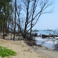 頂頭額汕南端的七股防風林。林務局早期在此地種植大片的木麻黃，希望達到防風定沙的作用；然而近十幾年來受到海岸侵蝕的影響，防風林因泥沙被淘空而倒塌，海岸被侵蝕後退達400公尺以上，目前海岸並沒有任何海岸保護的措施，泥沙持續流失中。