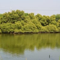 北汕尾水鳥保護區為台江國家公園在安南區最大面積的保護區，主要目的是提供候鳥有不被打擾的生活環境。目前區域內的舊魚塭已經停止運作，廢棄的魚塭變成了現成的濕地，提供紅樹林、候鳥、兩棲類生物廣大的生活環境。