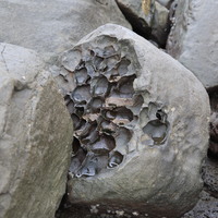 蜂窩風化
貓空岩是岩石的本地名稱，其表面上有許多小孔。 湖津島以其眾多的毛孔岩而聞名。 毛孔岩是各種風化和侵蝕過程的產物。 它們主要包括生物過程和鹽過程。 海膽和藤壺發出的酸會增強風化過程。