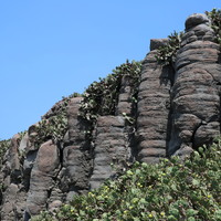 Cactus growing up on basaltic columns
