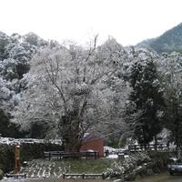 Nine sacred trees _ winter