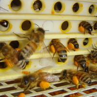 Bee picking pollen