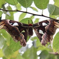 Emperor Moth (Credit: Provided by Yunlin Caoling Geopark)