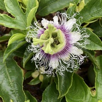Passion fruit flower (Credit:Provided by Yunlin Caoling Geopark)
