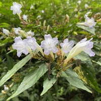 Strobilanthes (Credit: Provided by Yunlin Caoling Geopark)