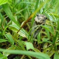 Cicada (Provided by Yunlin Caoling Geopark)